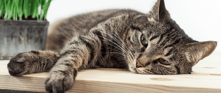 chat malade